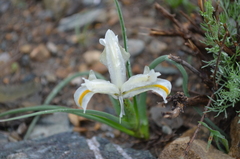Iris austrotschatkalica