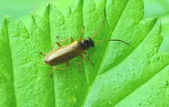 Rhagonycha testacea