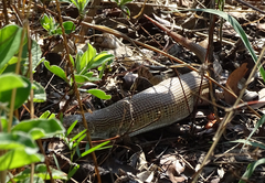 Gerrhosaurus auritus