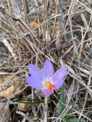Crocus tournefortii