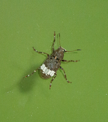 Eurymycter