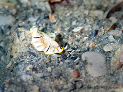 Prostheceraeus floridanus