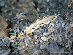 Prostheceraeus floridanus
