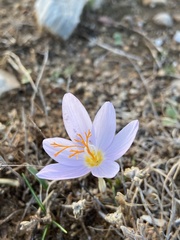 Crocus tournefortii