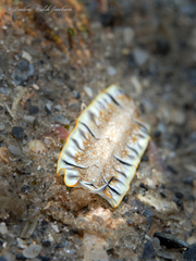 Prostheceraeus floridanus