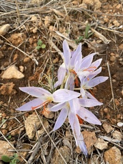 Crocus tournefortii