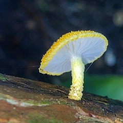 Cyptotrama asprata
