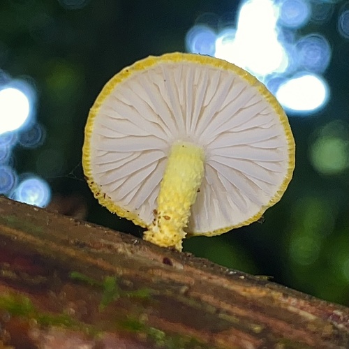 Golden-scruffy Collybia