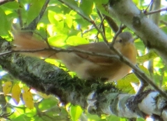Anabacerthia lichtensteini