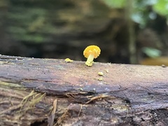 Cyptotrama asprata