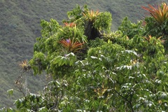 Tillandsia straminea