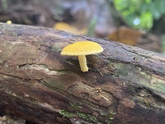 Cyptotrama asprata