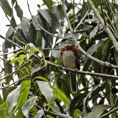 Castanozoster thoracicus