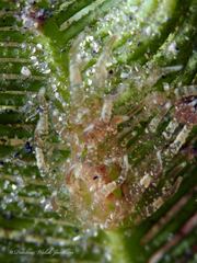 Bunodeopsis globulifera