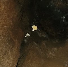 Ossicaulis lignatilis