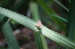 Cissia phronius