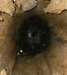Ossicaulis lignatilis