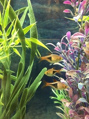 Trigonostigma heteromorpha