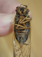 Magicicada tredecula