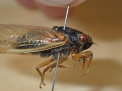 Magicicada tredecula