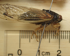Magicicada tredecula