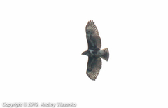 Buteo brachypterus