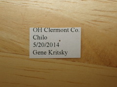 Magicicada tredecula