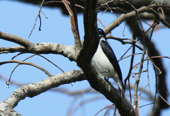 Leptopterus chabert chabert