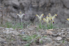 Iris rodionenkoi