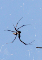 Trichonephila inaurata madagascariensis