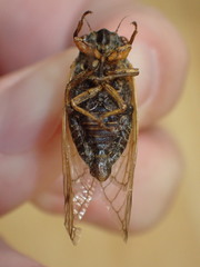Magicicada tredecula