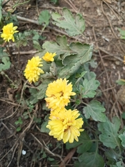 Chrysanthellum