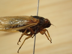 Magicicada tredecula