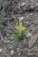 Iris rodionenkoi