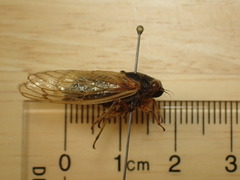 Magicicada tredecula