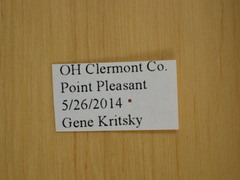 Magicicada tredecula