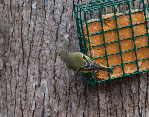 Ruby-crowned Kinglet photographed in North Carolina