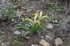 Iris rodionenkoi