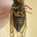 Decula 13-Year Cicada - Photo (c) Jessee J. Smith, some rights reserved (CC BY-NC), uploaded by Jessee J. Smith