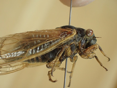 Magicicada tredecula