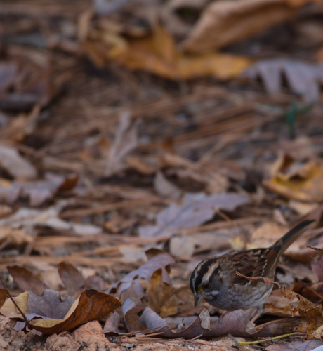 White-throated Sparrow photographed in North Carolina