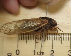 Magicicada tredecula