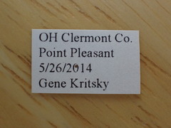 Magicicada tredecula