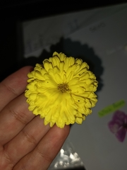 Chrysanthellum