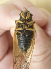 Magicicada tredecassini