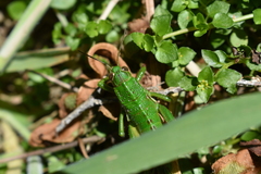 Antandrus viridis