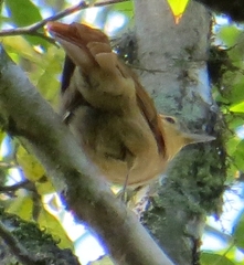Anabacerthia lichtensteini