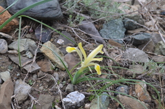 Iris rodionenkoi