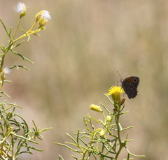 Senecio filaginoides