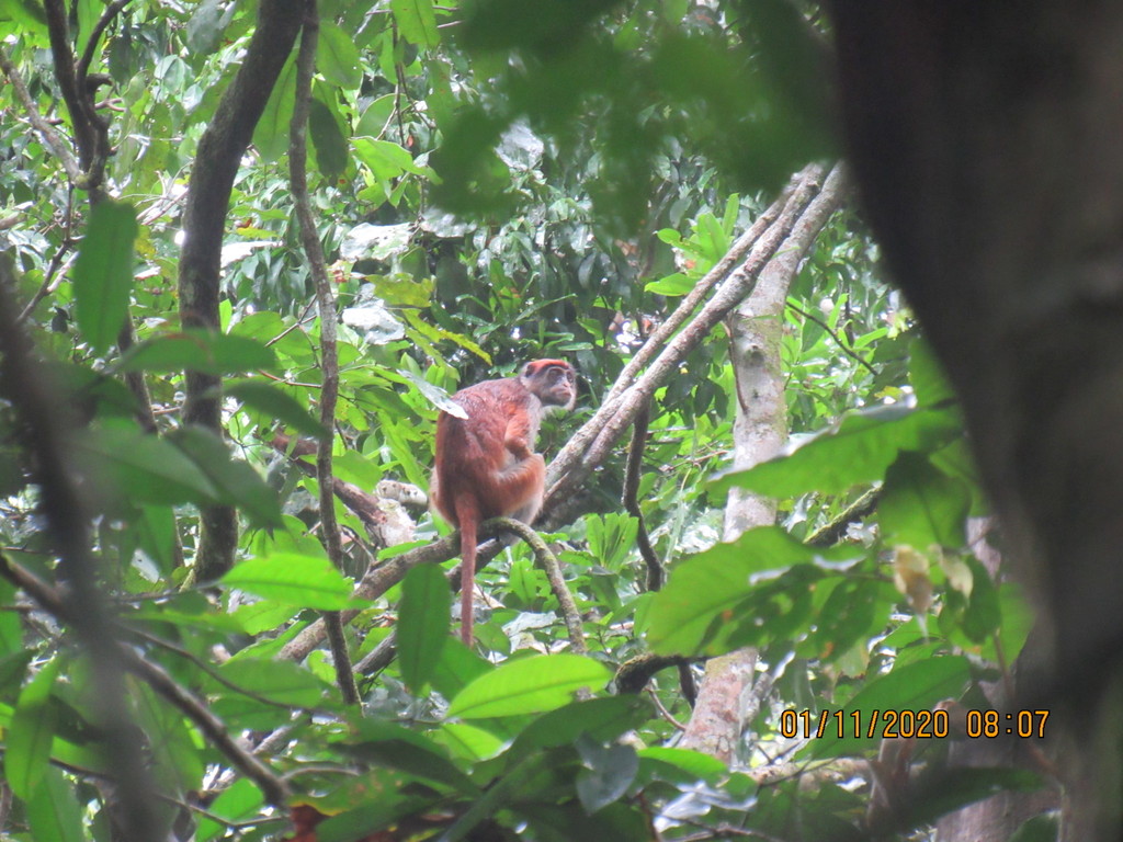 Lomami Red Colobus